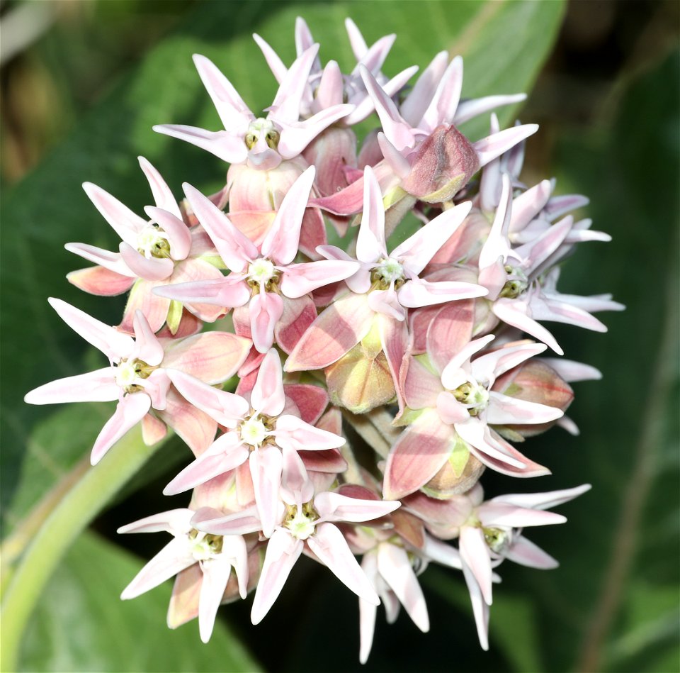 MILKWEED, sp (07-09-2022) teton co, mt -01