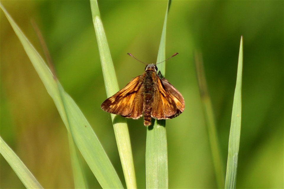 Skipper Butterfly