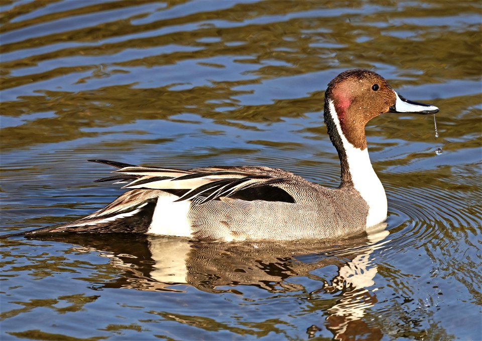 036 - NORTHERN PINTAIL (02-18-2023) world birding center, south padre island, cameron co, tx -02
