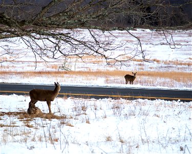 Deer in Snow near Big Meadows Road photo