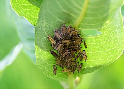 Milkweed tussock moth caterpillars