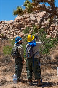 Urban Conservation Corp Members Collecting Joshua Tree Fruit photo