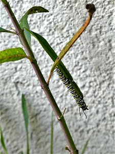 CATERPILLAR AND APHID FACE OF ON WHATS LEFT OF THE MILKWEED-P1810361 photo