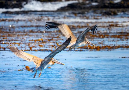 Pelicans at Piedras Blancas photo