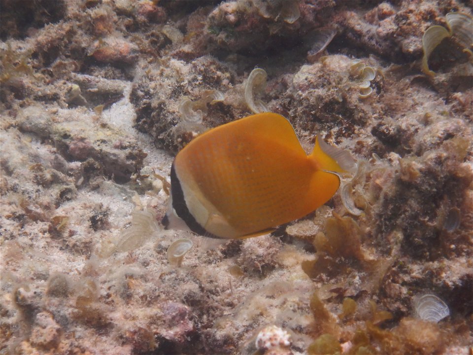 Chaetodon kleinii 1