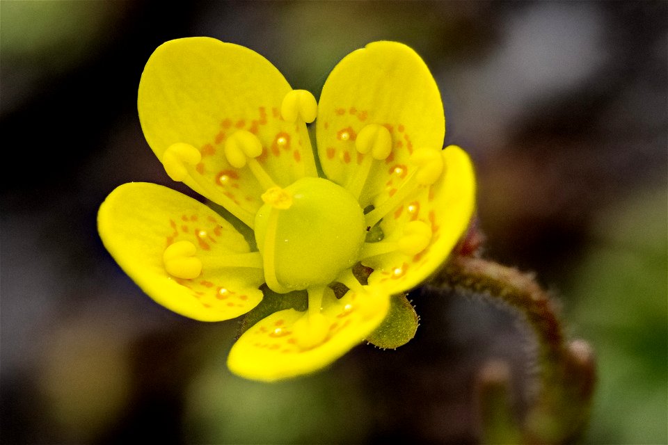 Saxifraga chrysantha