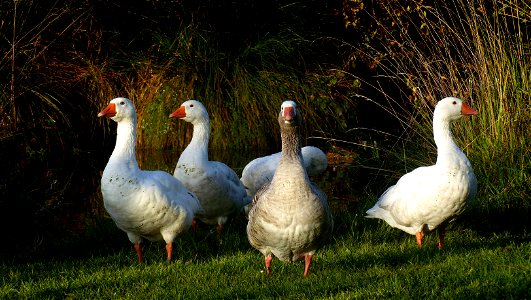 A gaggle of geese. photo