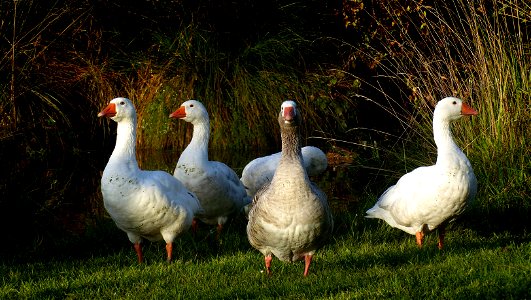 A gaggle of geese.