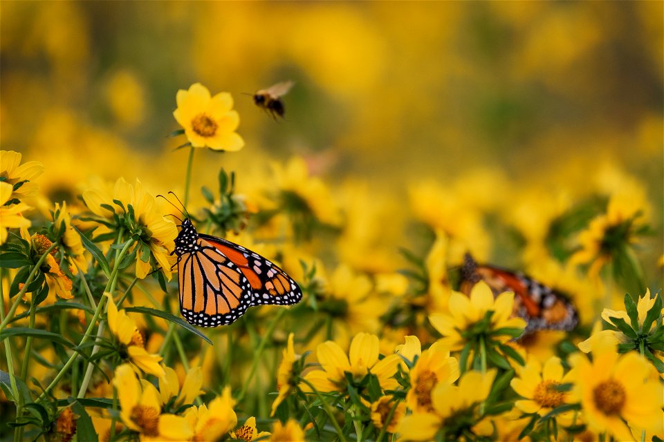 Monarch butterflies at Chautauqua National Wildlife Refuge in Illinois