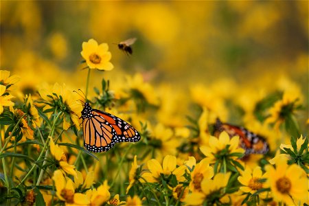 Monarch butterflies at Chautauqua National Wildlife Refuge in Illinois photo
