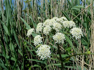 Heracleum sphondylium L., 1753