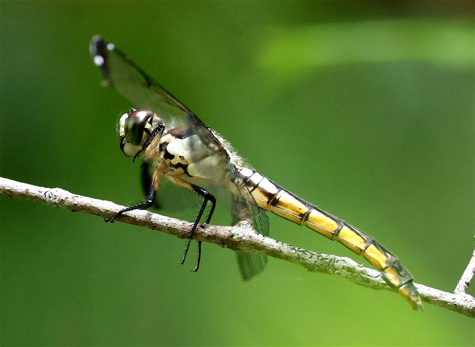 SKIMMER, YELLOW-SIDED (Libellula flavida) (05-20-2023) ev henwood nature preserve, brunswick co, nc -02