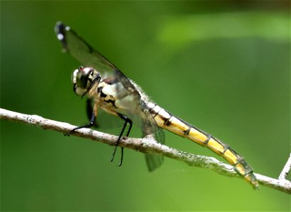 SKIMMER, YELLOW-SIDED (Libellula flavida) (05-20-2023) ev henwood nature preserve, brunswick co, nc -02