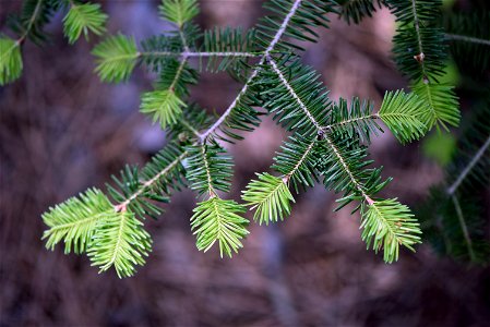 New growth on a Balsam fir photo