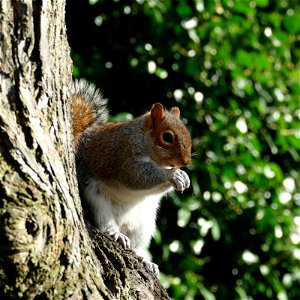 Chester Squirrel. photo