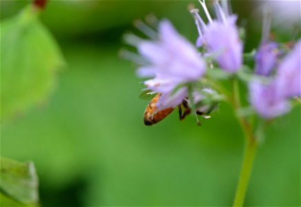 Honey bee feeding on Virginia Waterleaf. This native perennial thrives in most of Minnesota requiring part shade, most woods or floodplains.