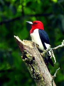 Red-headed Woodpecker at Ohio River Islands National Wildlife Refuge photo
