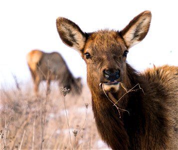 Elk grazing