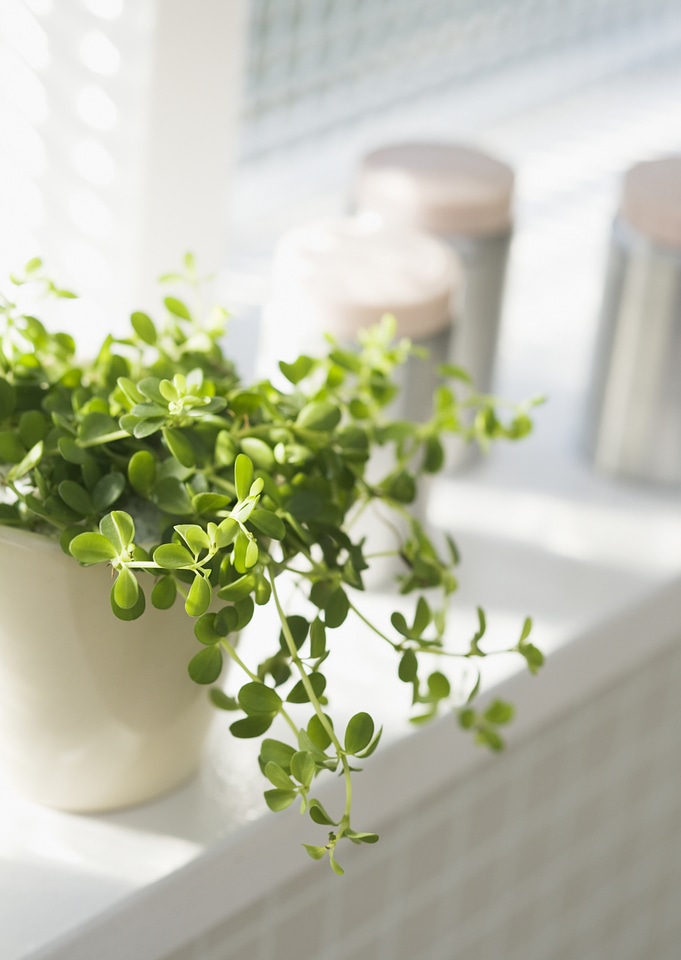 The houseplant which I put by the kitchen window