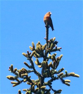 965 - RED CROSSBILL type 10 (5-18-2021) yard, crescent city, del norte co, ca -02