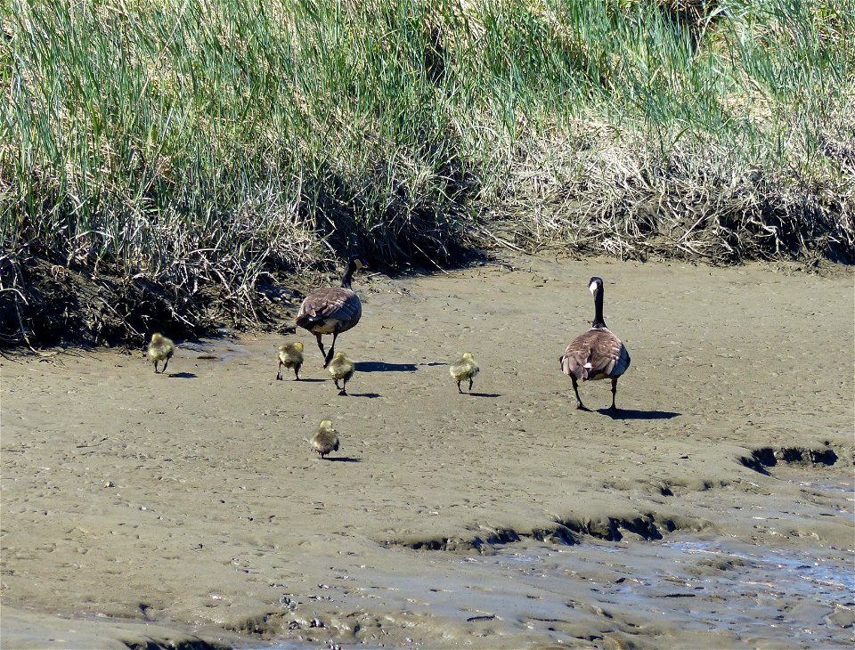 Cackling goose brood photo