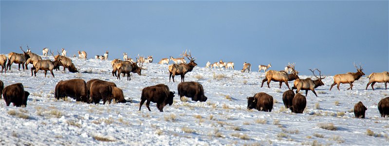 Bison, Elk, & Pronghorn on the National Elk Refuge photo