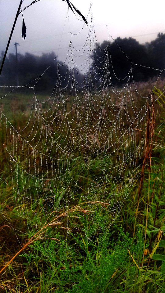 Dew Covered Spider Web