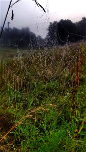 Dew Covered Spider Web photo