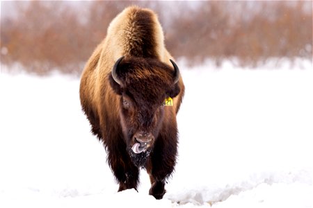 Wood bison in the snow photo