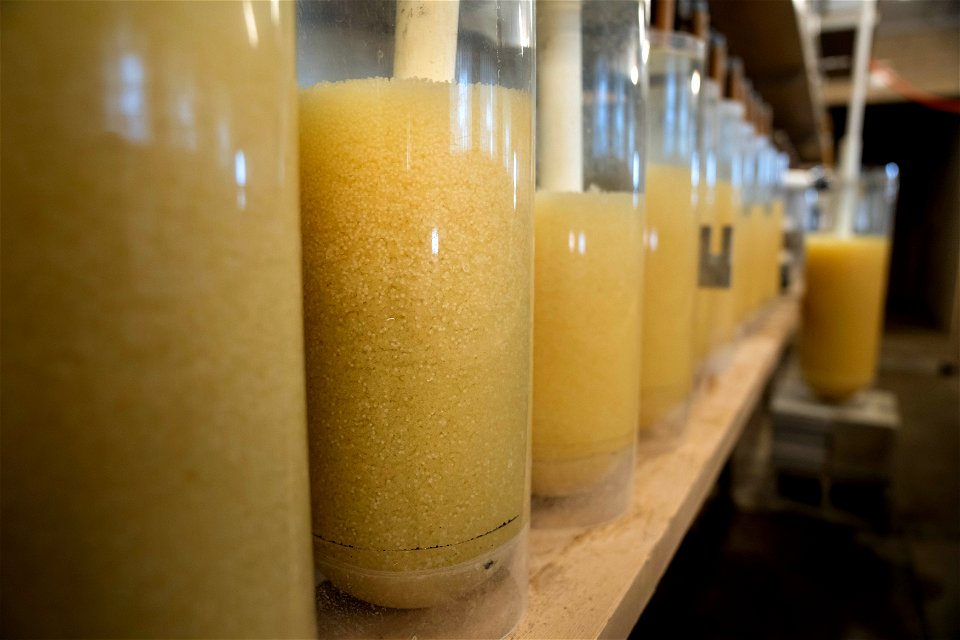 Walleye Eggs in a Hatching Jar