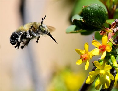 Digger bee at Seedskadee National Wildlife Refuge