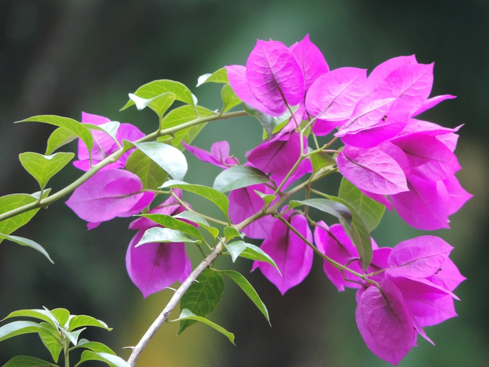 Delicacy rosa plant