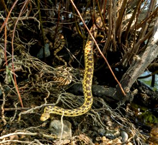 Gopher Snake at Cronan Ranch photo