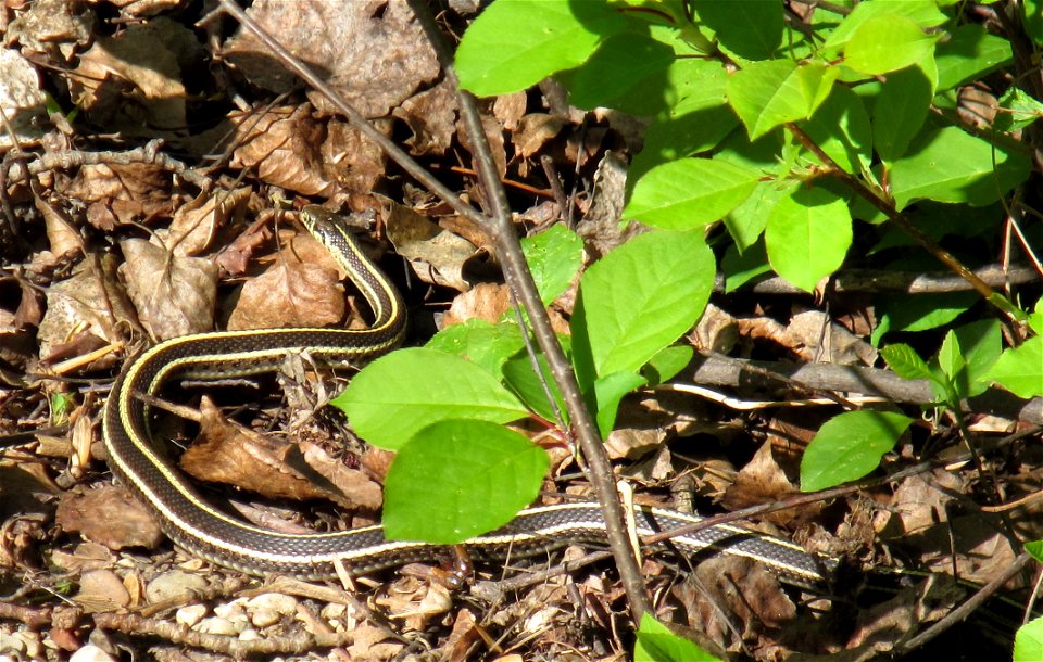 Garter Snake photo