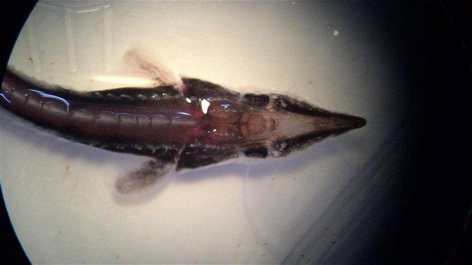 Juvenile Lake Sturgeon photo