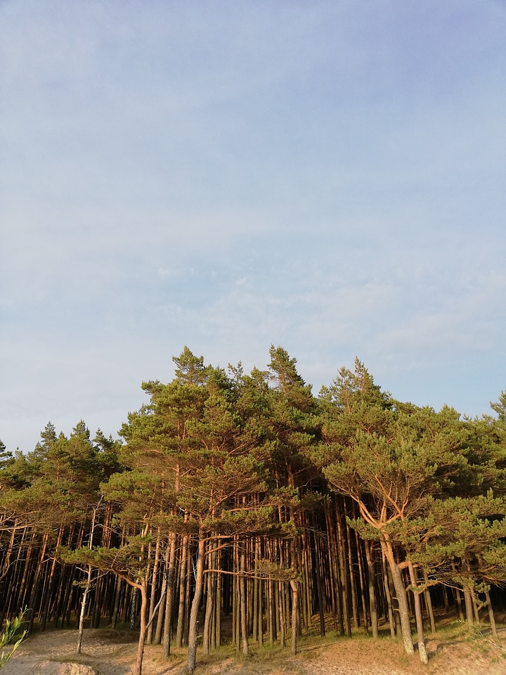 Forest at the seaside