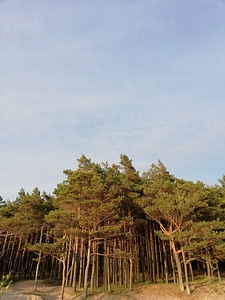 Forest at the seaside photo