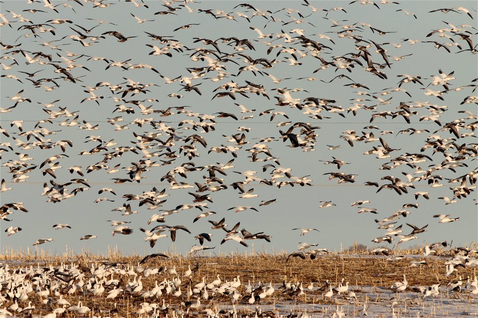 Spring Goose Migration Huron Wetland Management District South Dakota
