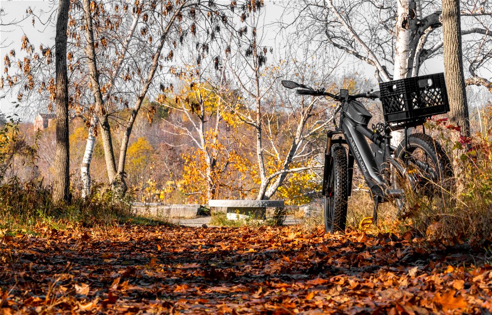 Fleeting fall ebike rike in the woods
