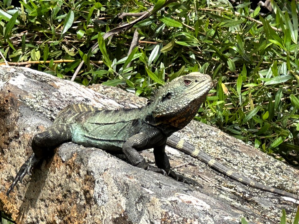 Gippsland Water Dragon