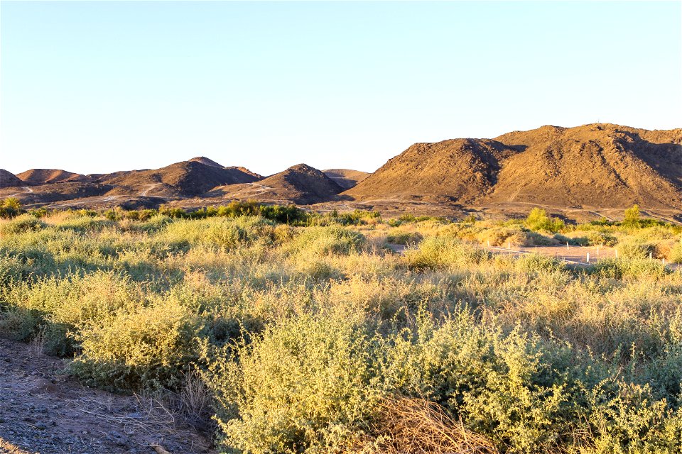MAY 15: A mix of saltbush and saltcedar