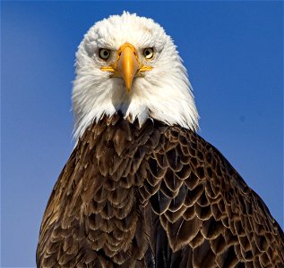 Bald Eagle Colorado