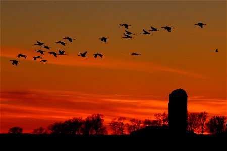 Sandhill Cranes at Sunset Huron Wetland Management District South Dakota