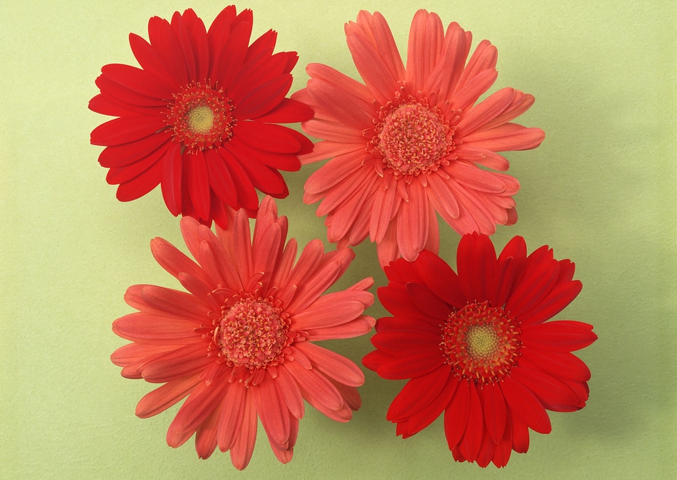 Abstract photo collage of red flowers