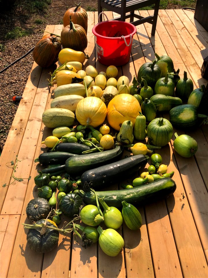 A Deck Full of Harvested Stuff