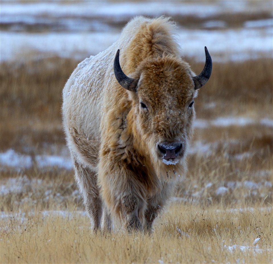 White Buffalo