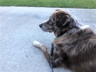 I Am a Critical Ped-a-Dog