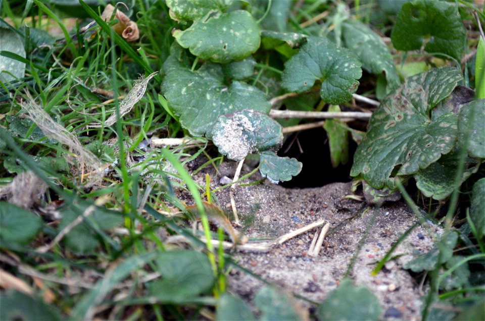 13-lined Ground Squirrel Home