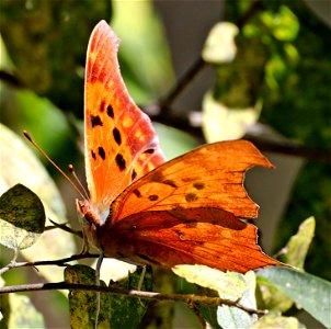 QUESTION MARK (Polygonia interrogationes) (01-17-2022) national butterfly center, mission, hidalgo co, tx -01