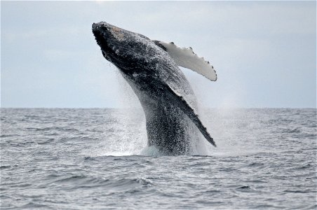 Humpback whale breaching photo
